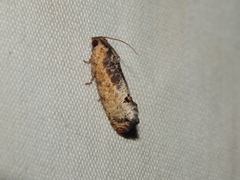 Cryptophlebia peltastica