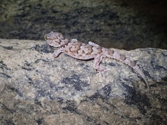 Chondrodactylus bibronii