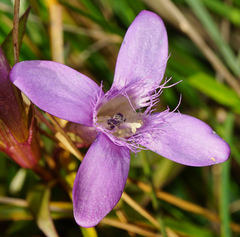 Gentianella austriaca