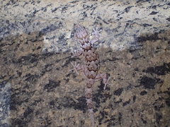 Chondrodactylus bibronii