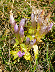 Gentianella austriaca