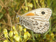 Argyrophorus argenteus
