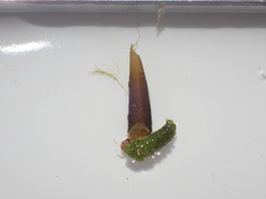 Ceraclea schoutedeni