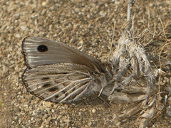 Argyrophorus argenteus