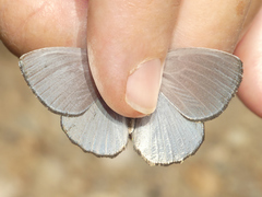 Argyrophorus argenteus