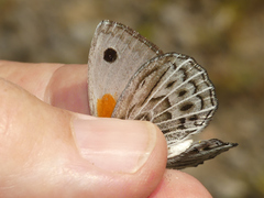 Argyrophorus argenteus