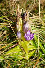 Gentianella austriaca