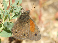 Cosmosatyrus leptoneuroides