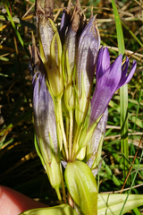 Gentianella austriaca