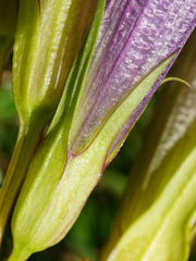 Gentianella austriaca
