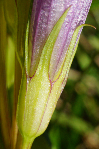 Image of Gentianella austriaca by (c) Patrick Hacker, some rights reserved (CC BY)