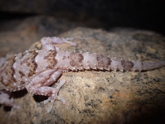 Chondrodactylus bibronii