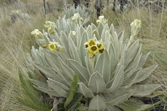 Espeletia pycnophylla