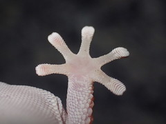 Chondrodactylus bibronii