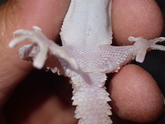 Chondrodactylus bibronii