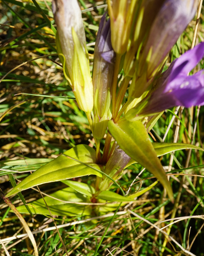 Image of Gentianella austriaca by (c) Patrick Hacker, some rights reserved (CC BY)