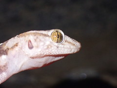 Chondrodactylus bibronii