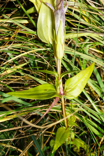 Image of Gentianella austriaca by (c) Patrick Hacker, some rights reserved (CC BY)