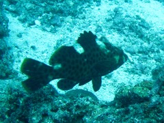 Epinephelus maculatus