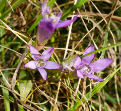 Gentianella austriaca