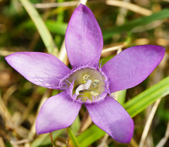Gentianella austriaca