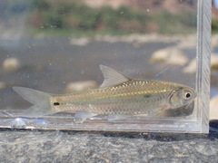 Enteromius trimaculatus