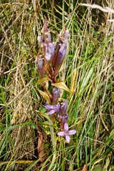 Gentianella austriaca