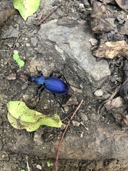 Carabus scabrosus
