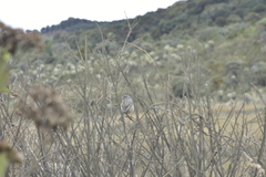 Catamenia