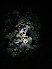 Aphanamixis polystachya