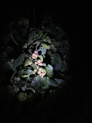 Aphanamixis polystachya