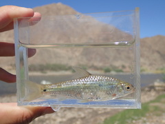 Enteromius trimaculatus