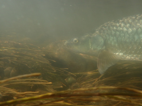 Vaal-grootbekgeelvis (Labeobarbus kimberleyensis) — Cyprinidae