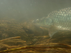 Labeobarbus kimberleyensis