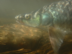 Labeobarbus kimberleyensis