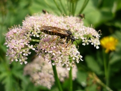 Tenthredo algoviensis