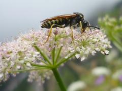 Tenthredo algoviensis