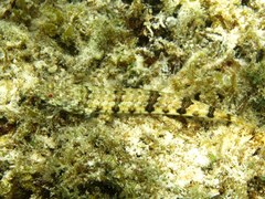 Synodus dermatogenys