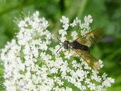 Tenthredo algoviensis