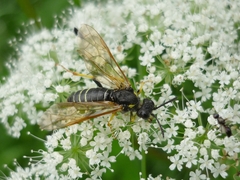 Tenthredo algoviensis