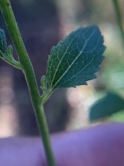 Ageratina jucunda