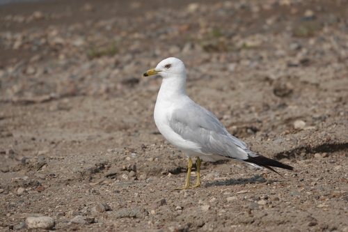 Ring-billed Gull photographed in South Dakota