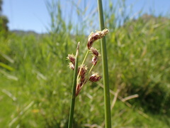 Schoenoplectus muricinux