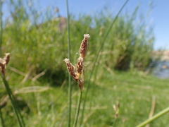 Schoenoplectus muricinux