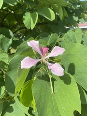 Bauhinia monandra