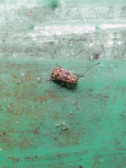 Exillis