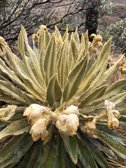 Espeletia hartwegiana