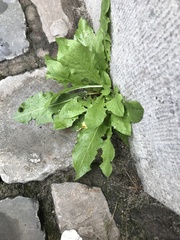 Taraxacum officinale