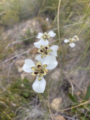 Moraea cantharophila