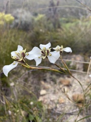Moraea cantharophila